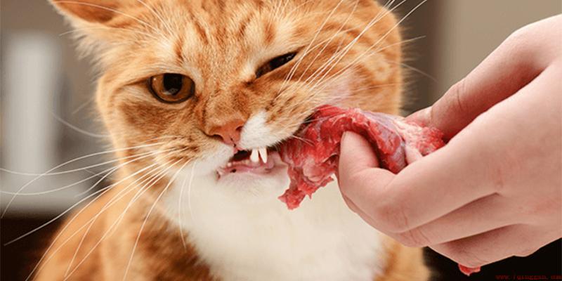 猫咪体内有虫子的五种信号