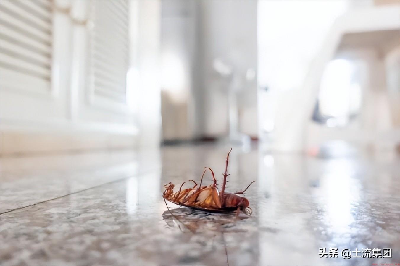 蟑螂最怕的三种克星分别是什么