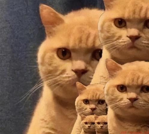 橘猫是什么特点的猫咪品种