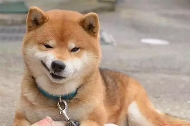 柴犬应该怎么饲养才是最好的