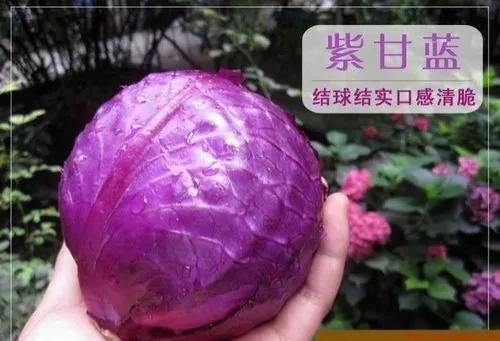 紫色包菜营养价值和种植前景如何