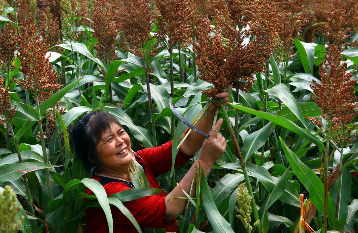 为什么现在农民都不愿种植高粱了