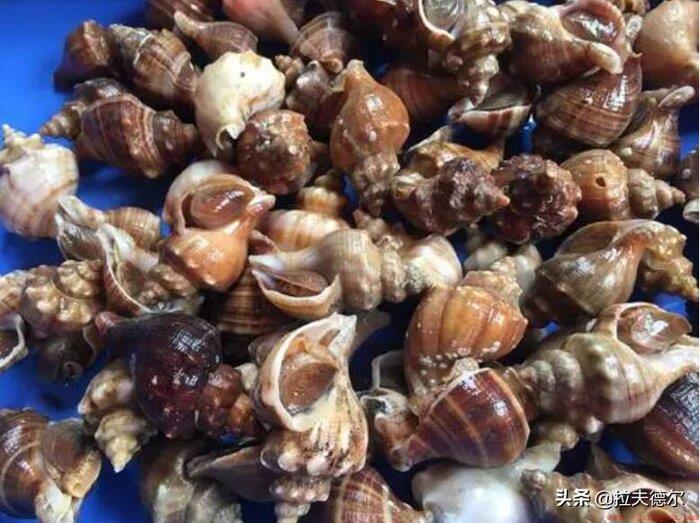 15种常见的贝壳类海鲜介绍
