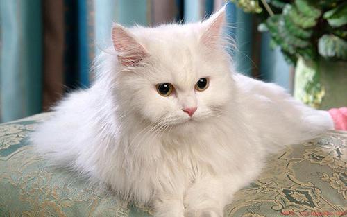 波斯猫为什么不能养