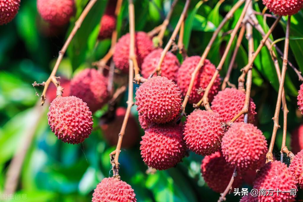 荔枝之乡是哪里