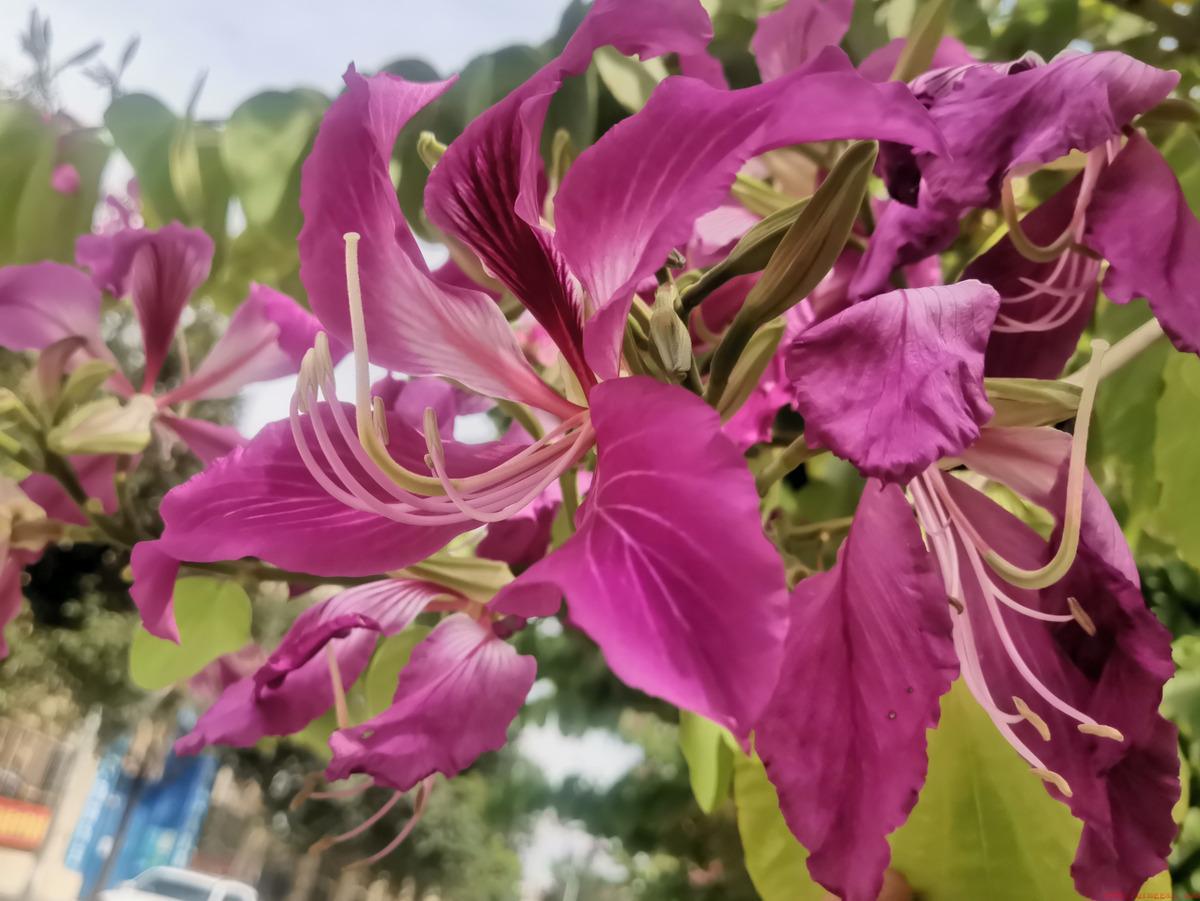 紫荆花花语及象征意义