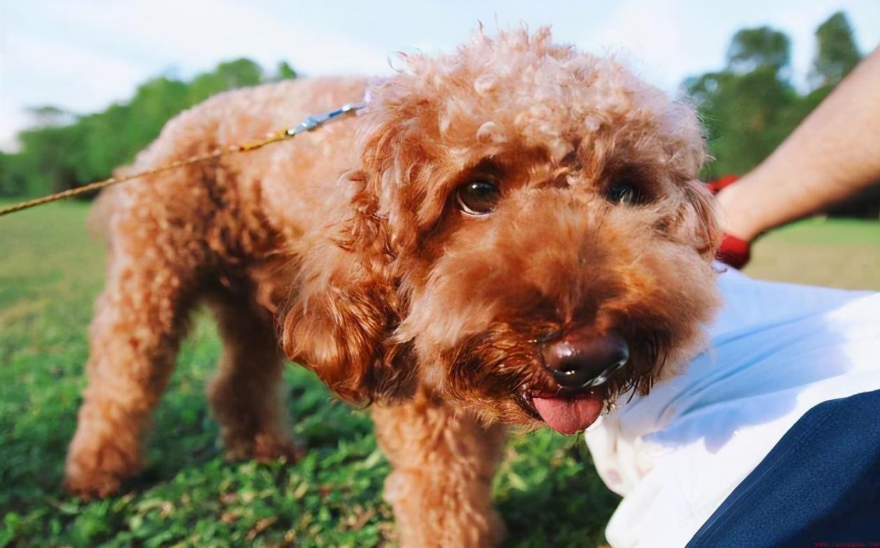 泰迪犬的购买价格和什么因素有关