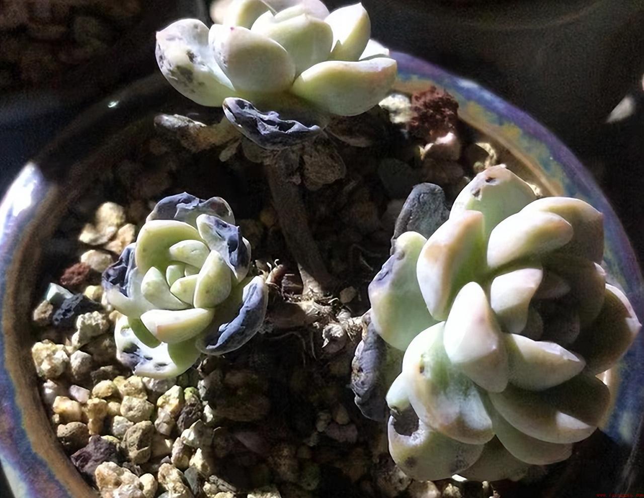多肉植物晒太阳有什么注意事项