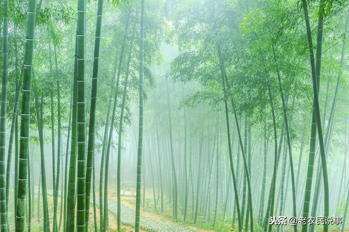 什么方法能灭除生长泛滥的竹子