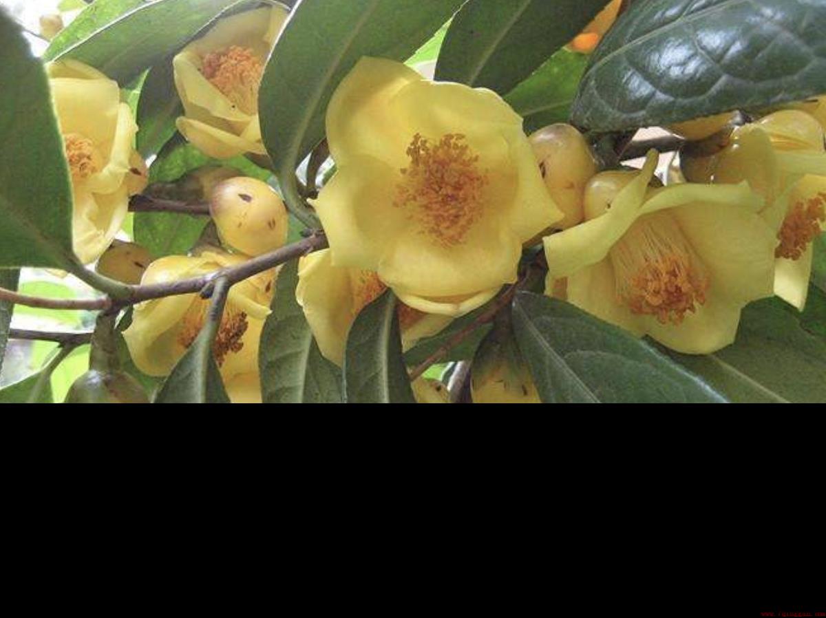 有植物熊猫之称的是什么