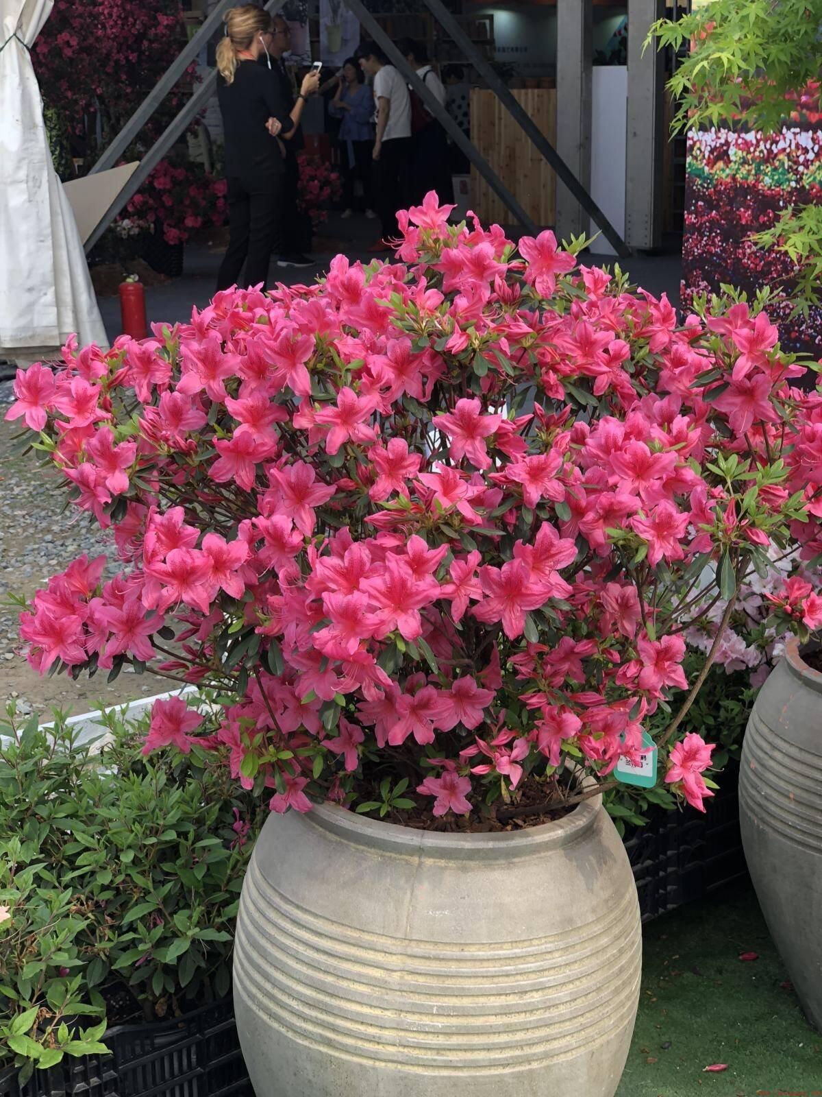 12生肖对应的招财花