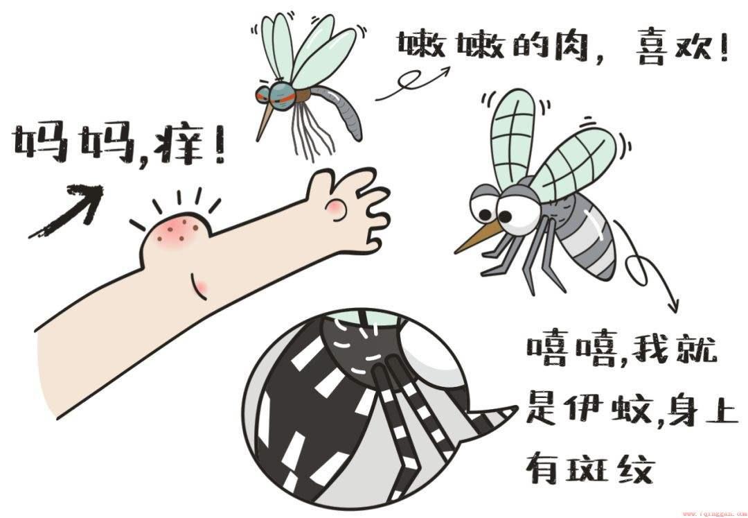 你们知道家里的蚊子是怎么来的吗