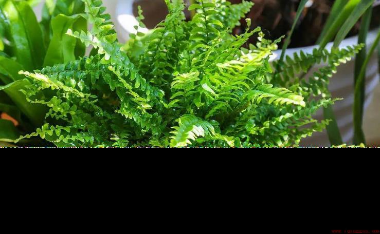 可以放在家里的蕨类植物推荐