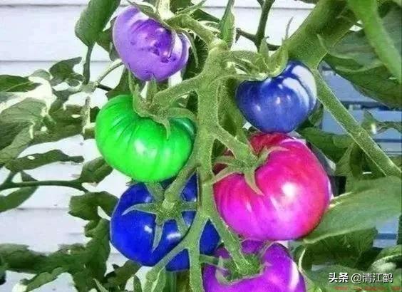 治疗霜霉病效果最好的三种杀菌剂