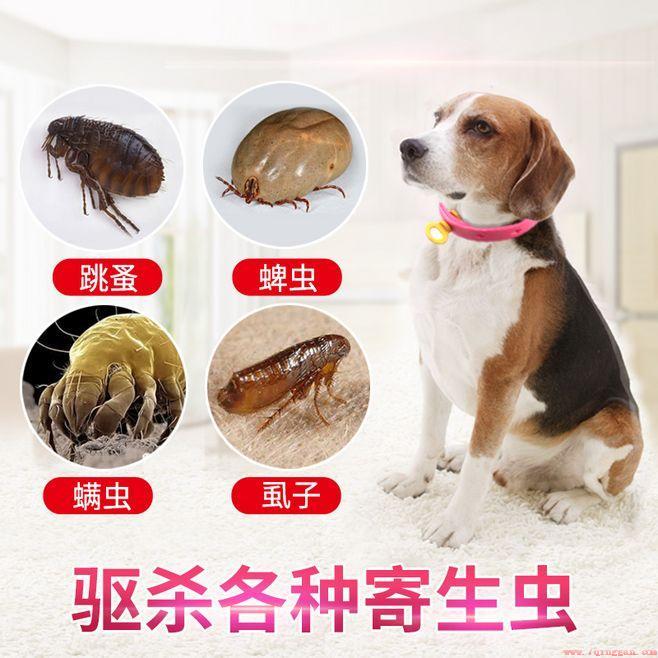 去除跳蚤最有效的办法