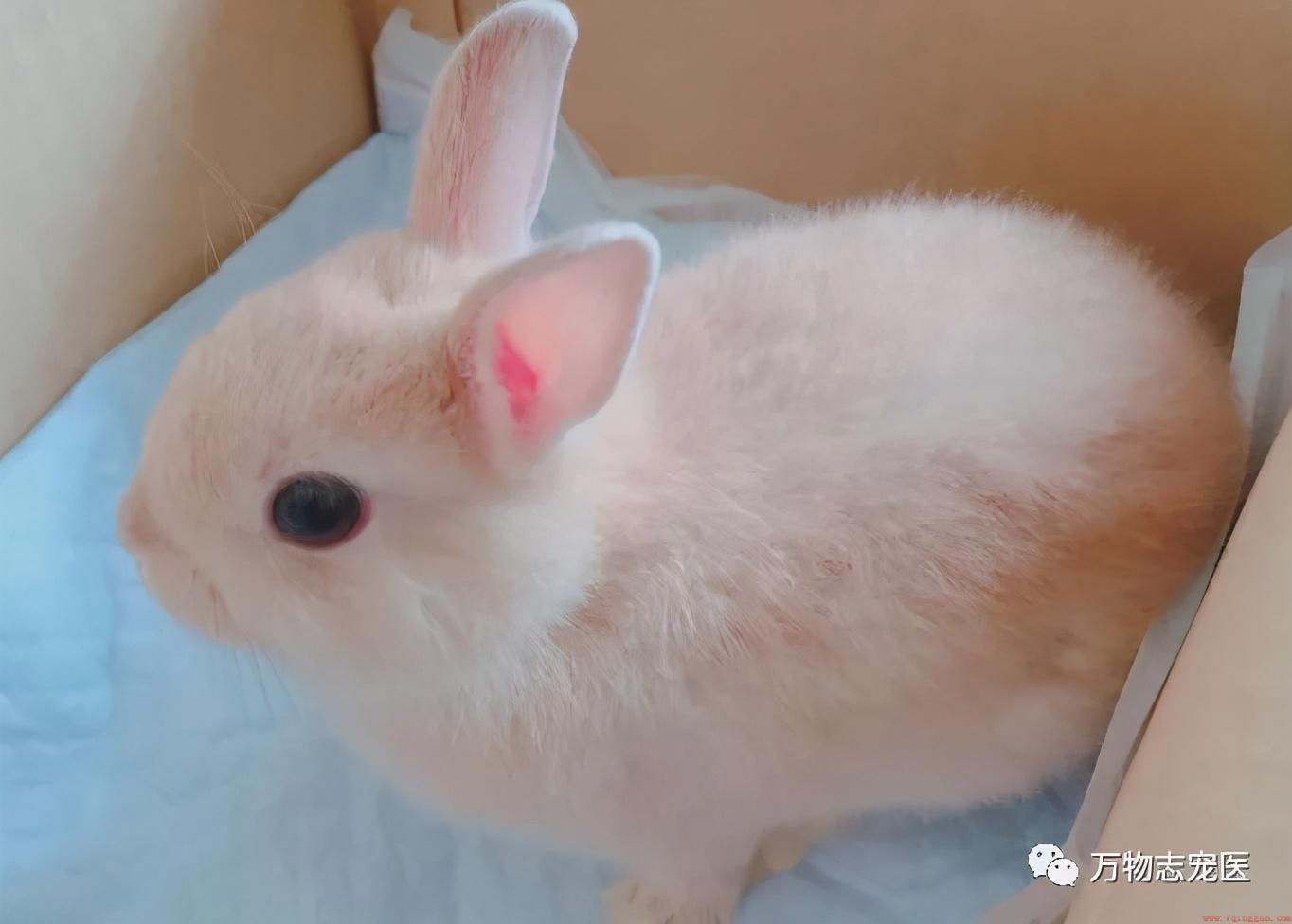 兔子真的能听懂我们的话吗