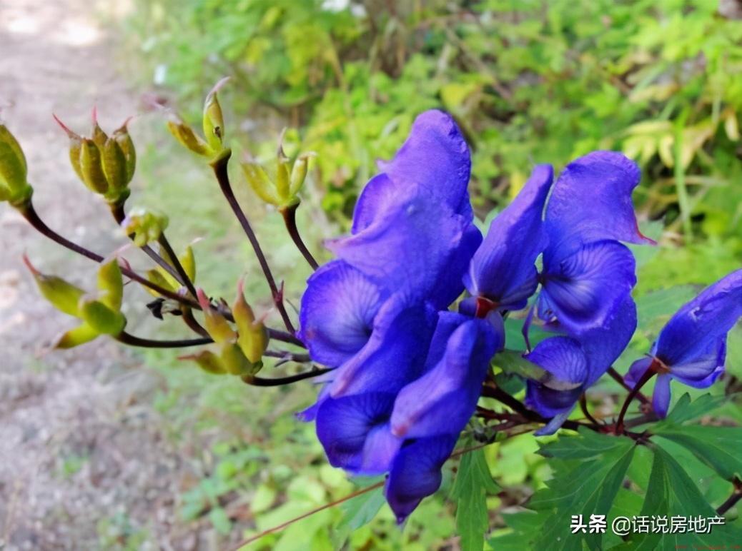 十大最致命的植物须远离