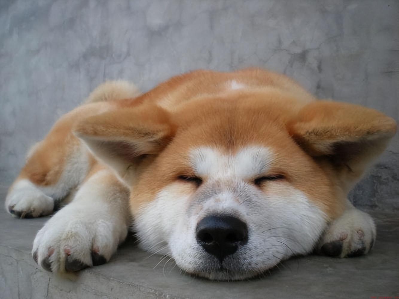 秋田犬不值得养的七个理由