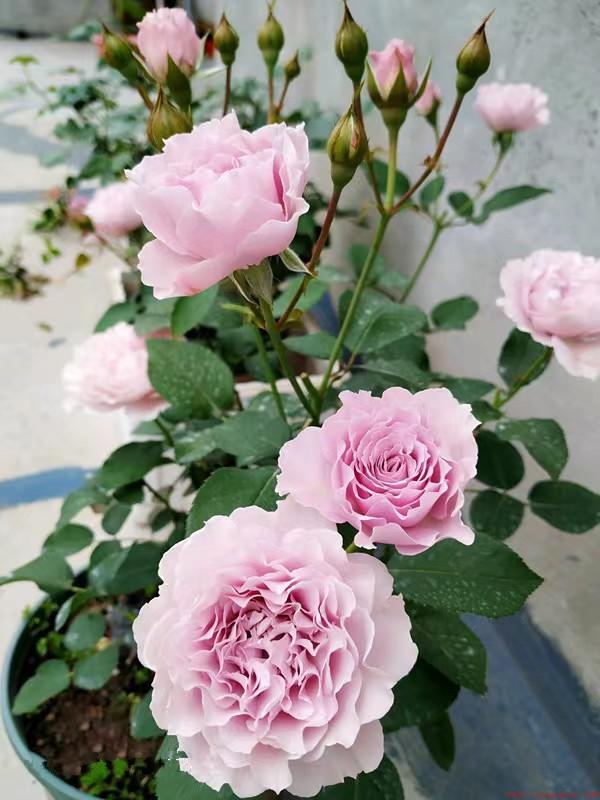蜻蜓月季优缺点、株型及花型简介