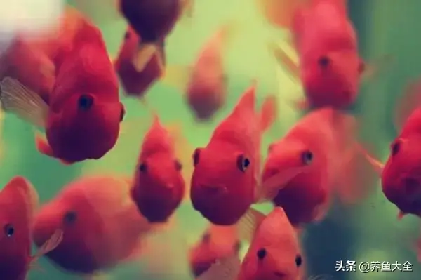 鹦鹉和什么鱼混养搭配最佳
