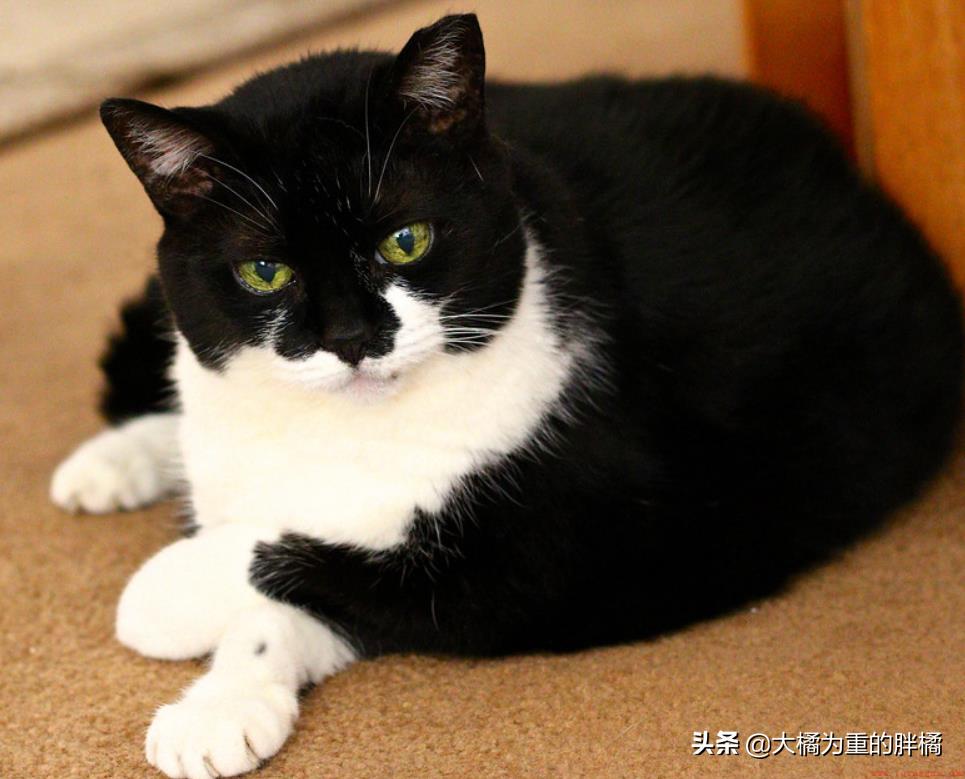刚到家的猫咪总是叫是怎么回事