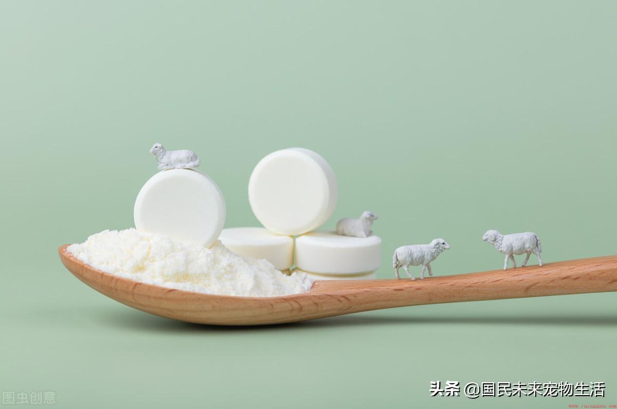 刚出生的小猫要如何照顾