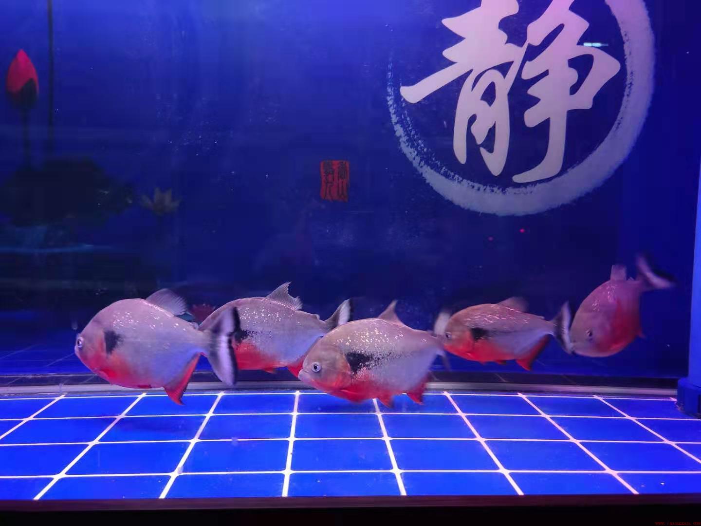 根据经验不推荐养地图鱼的原因