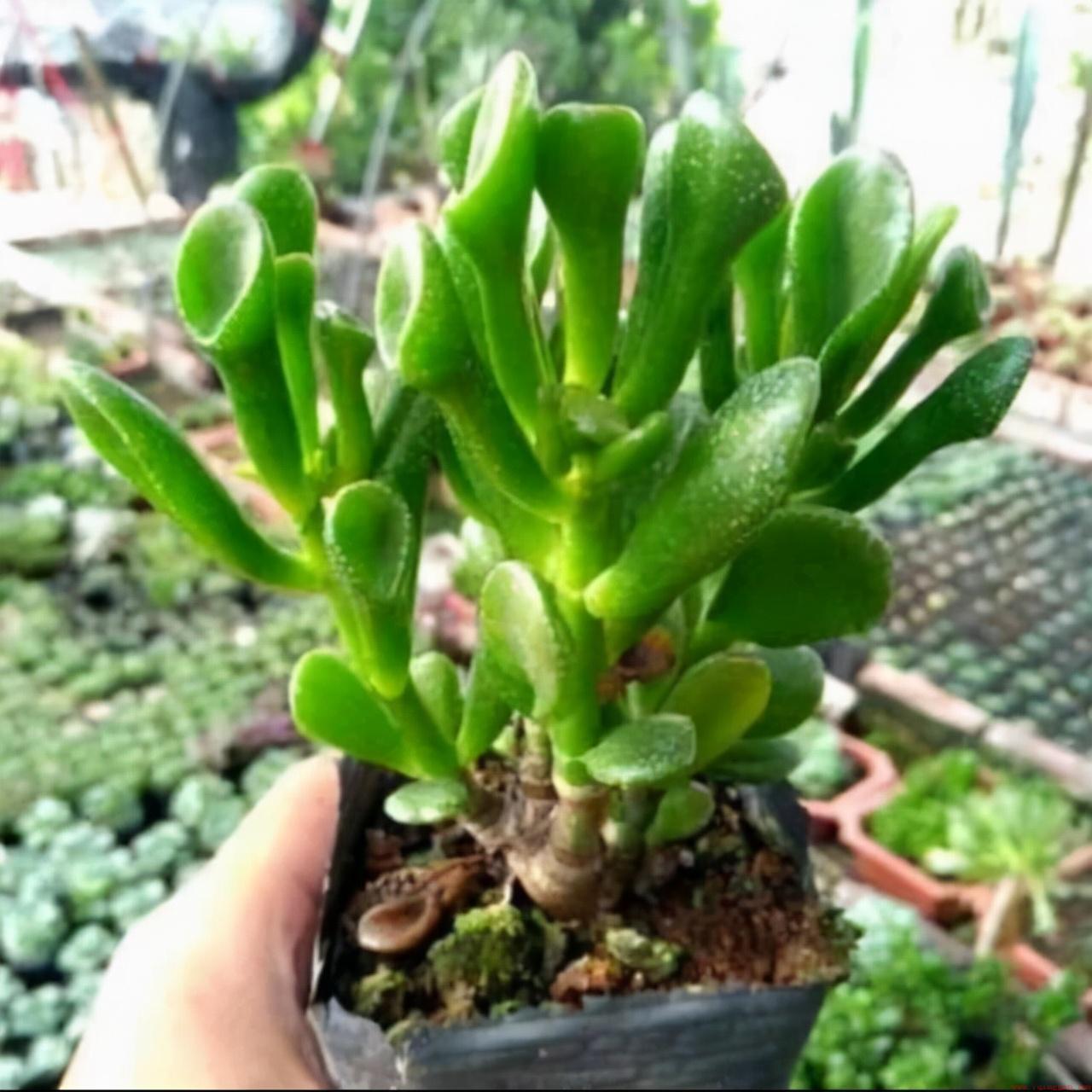 什么树长得快又高大又茂盛