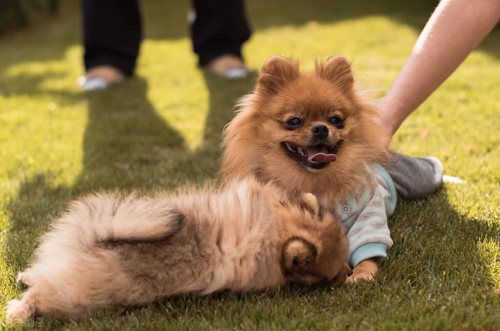 受欢迎的10种小型犬图片及简介