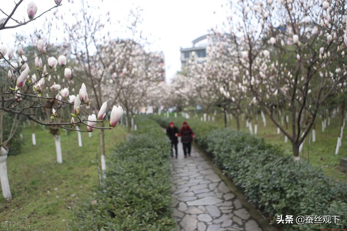眉山市的基本情况及发展状况