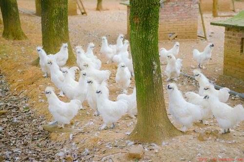 乌鸡很贵但农民却不愿意养殖的原因