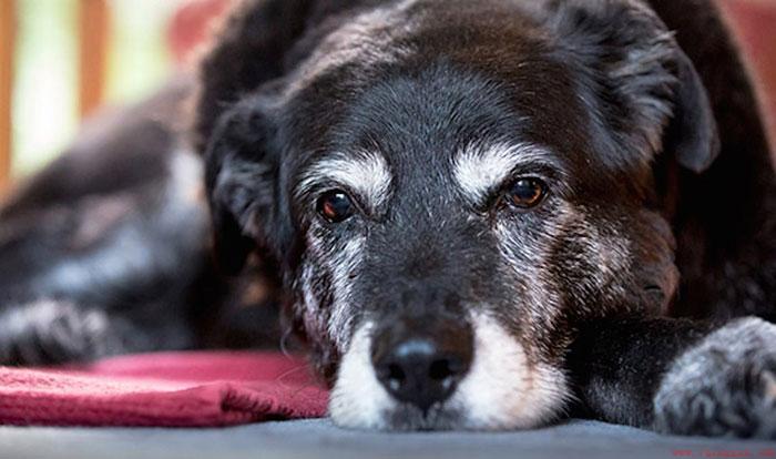 家中爱犬不幸去世该如何妥善安葬