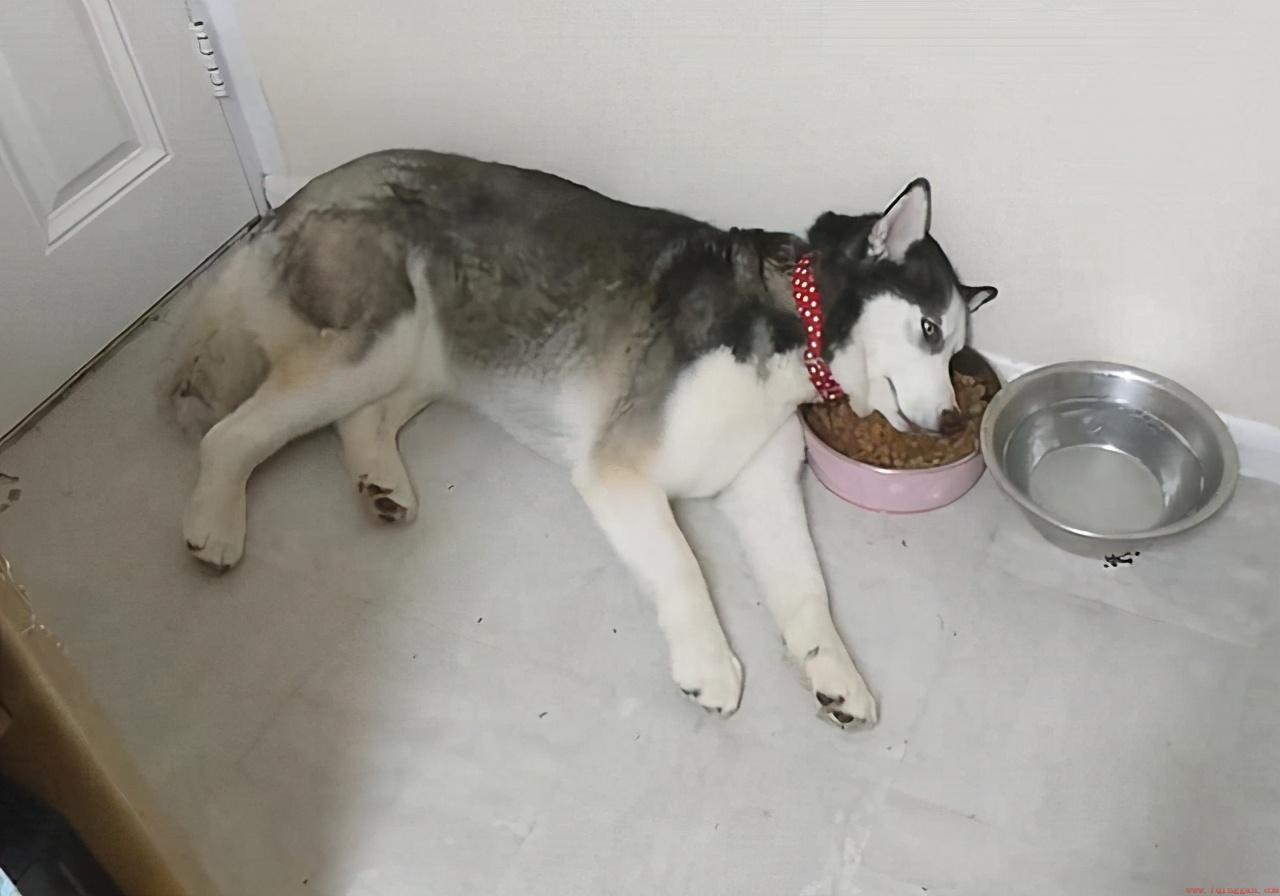 狗子反感一个人会有哪些行为迹象