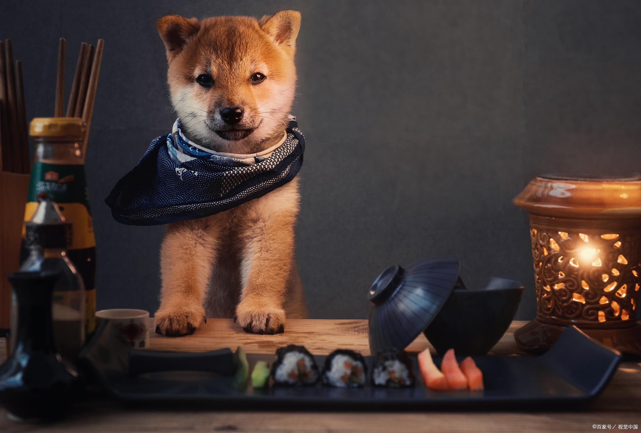 成年柴犬体重和体长