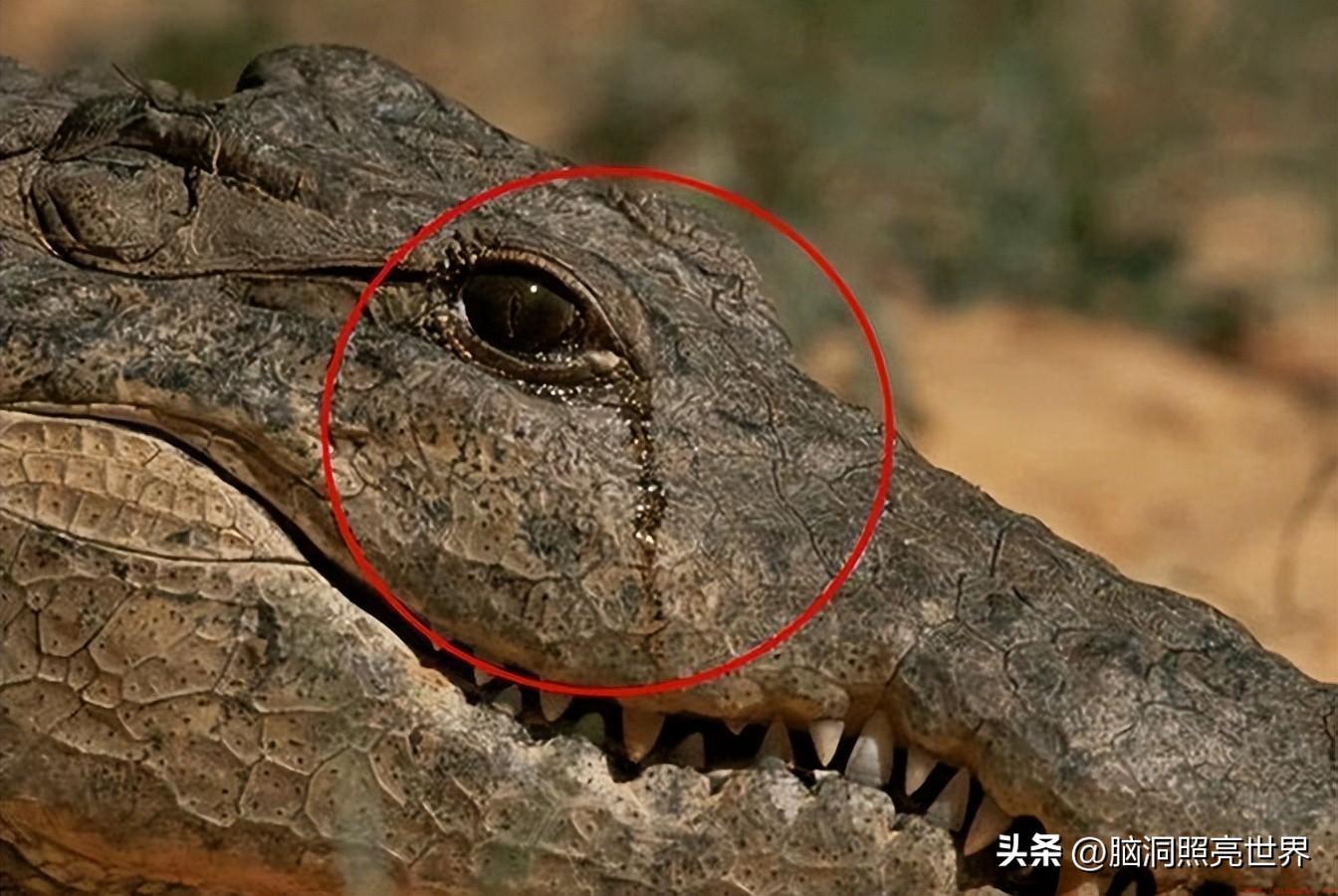 为什么鳄鱼在吃猎物时会流眼泪