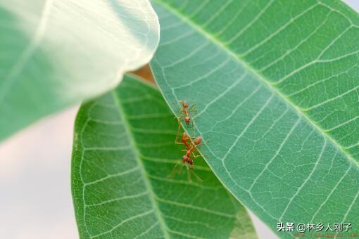 红火蚁是种什么生物及其消灭方法