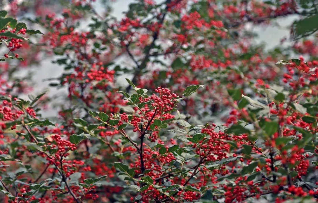 中国哪各地区的花椒比较正宗