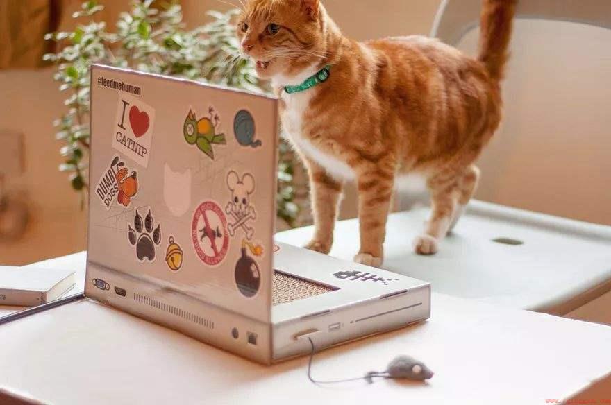 养猫的优点有哪些