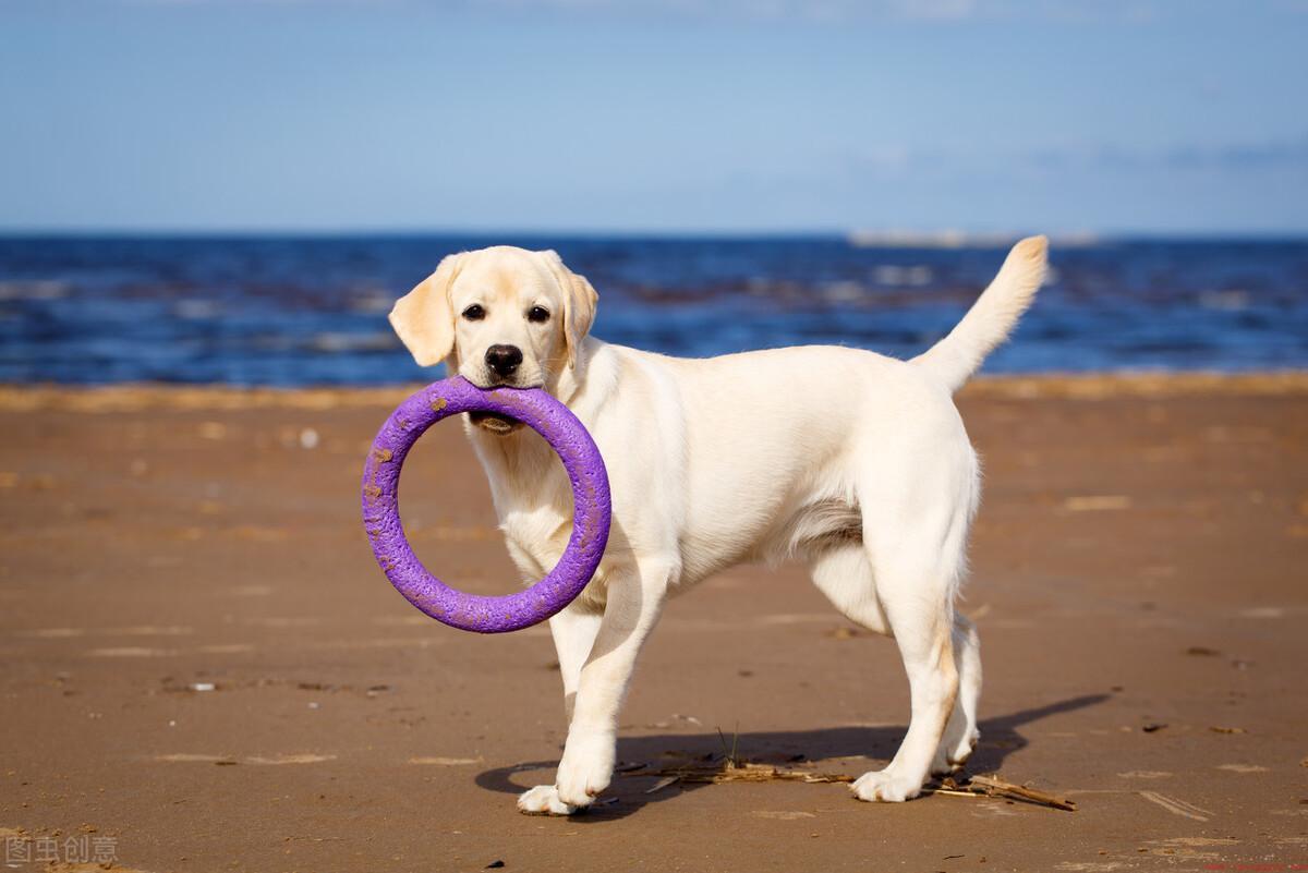 最受欢迎的八种中型犬图片