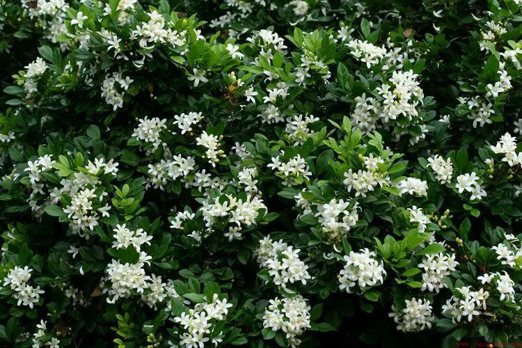 九里香花香浓郁适合在室内养吗