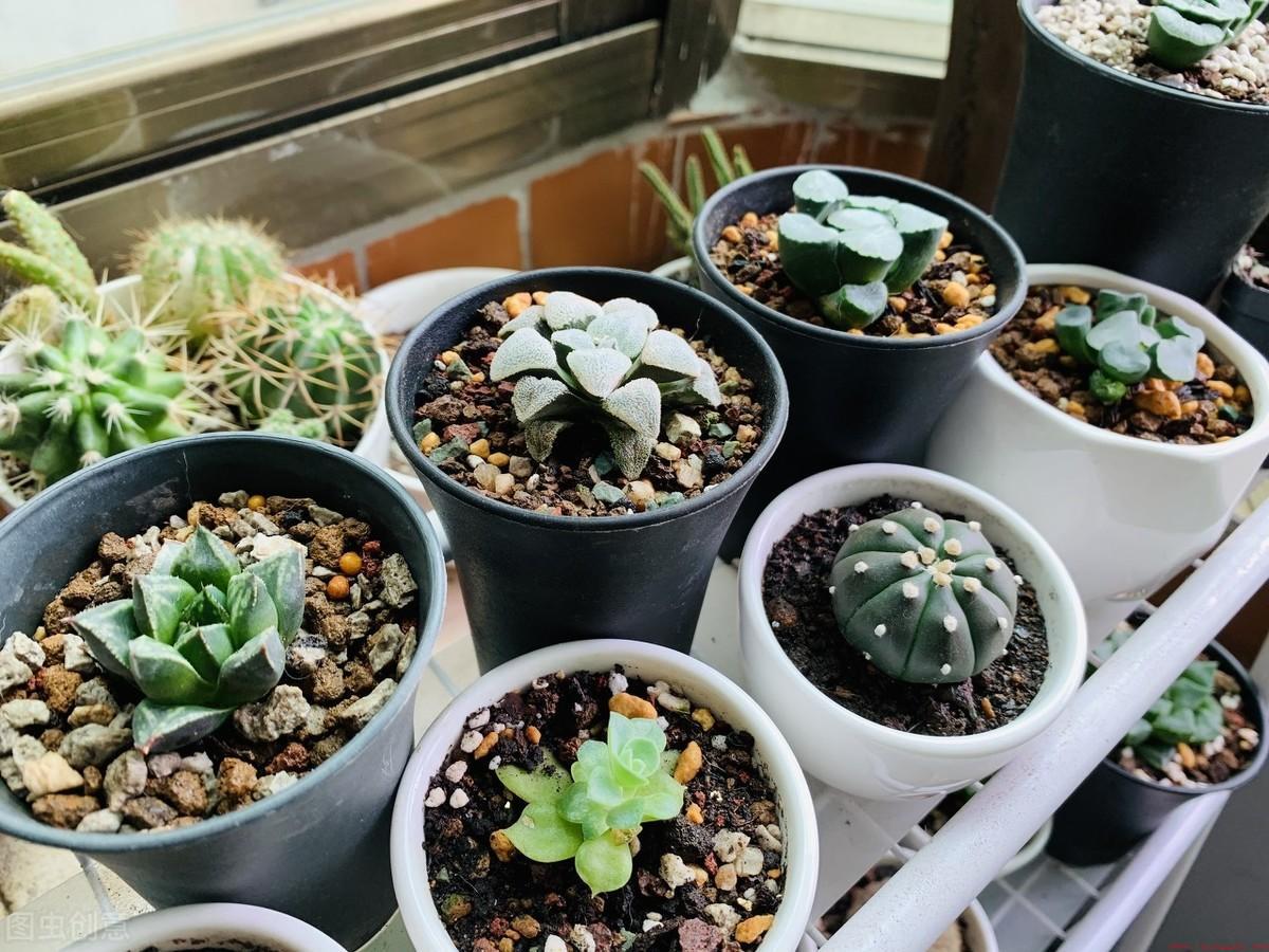 完全喜阴的室内多肉植物推荐