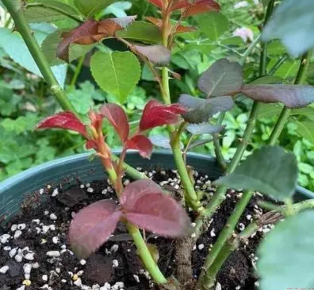 5种花喜欢阳光需要多晒晒
