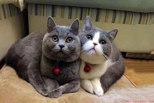 两种宠物猫肉眼可见的差异