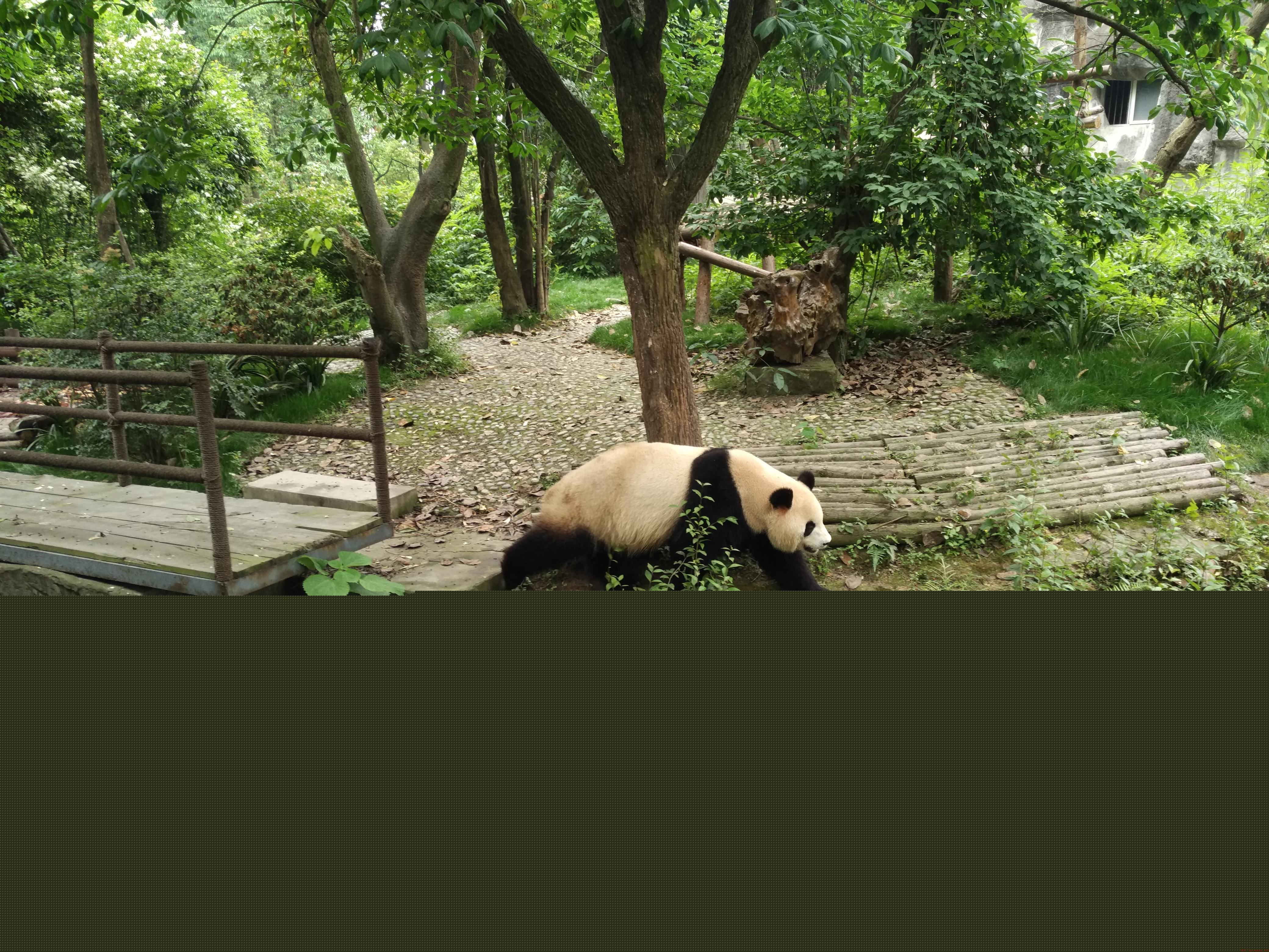 可爱大熊猫有这五个爱好