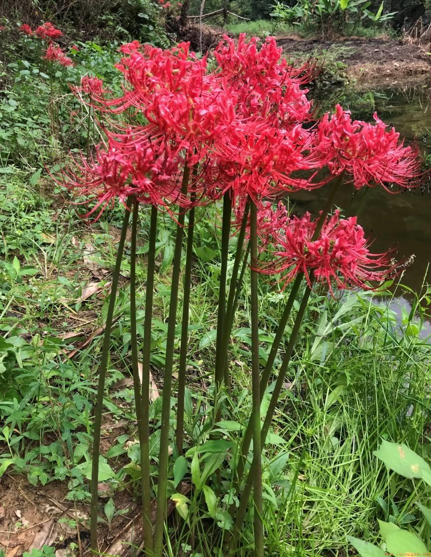 曼珠沙华的花语和象征寓意