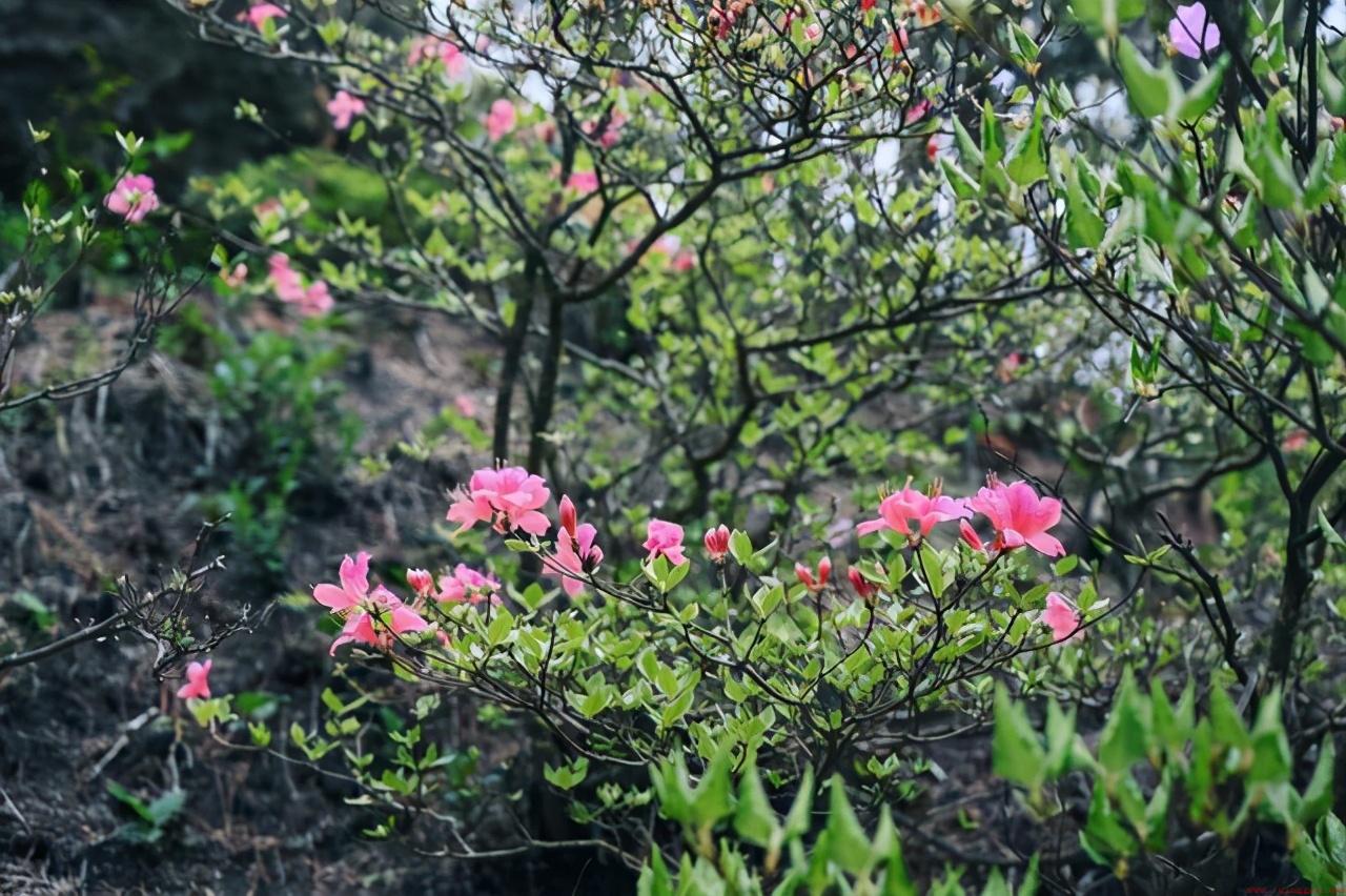 天柱山地处安徽安庆市潜山市西部山地