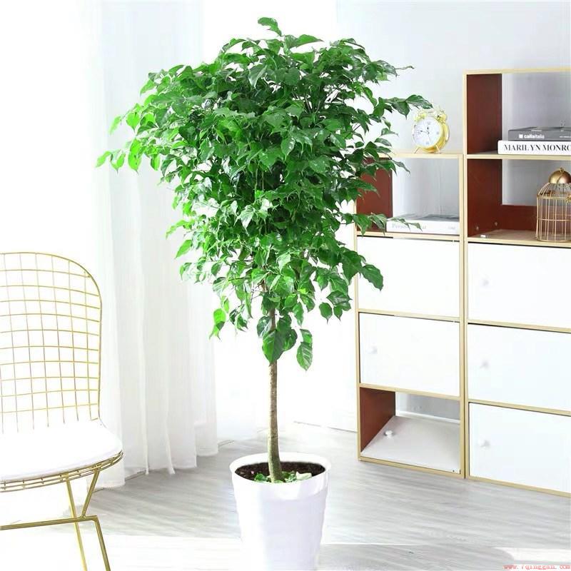 10种好养的吉利树品种图片