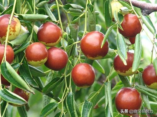 山东有什么特产可以带的