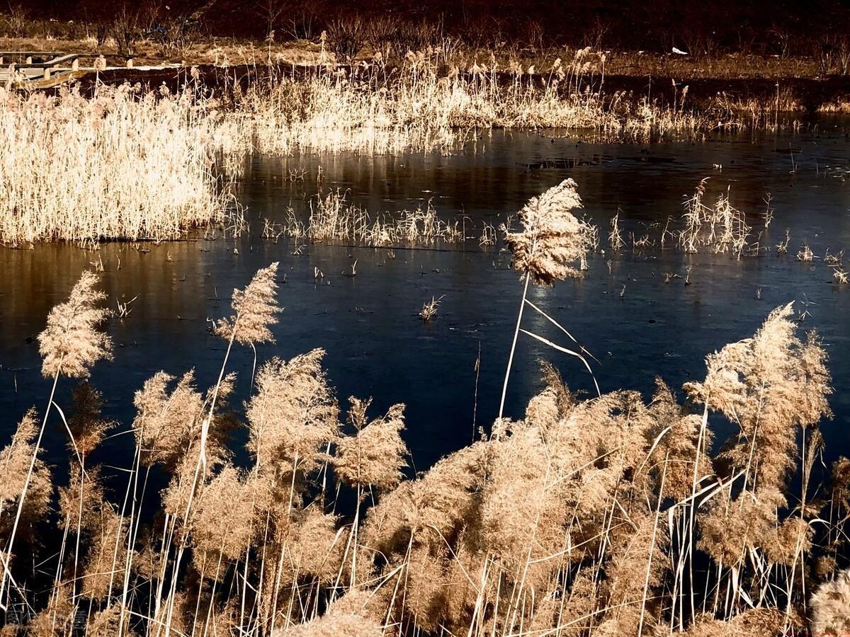 伊人是什么意思