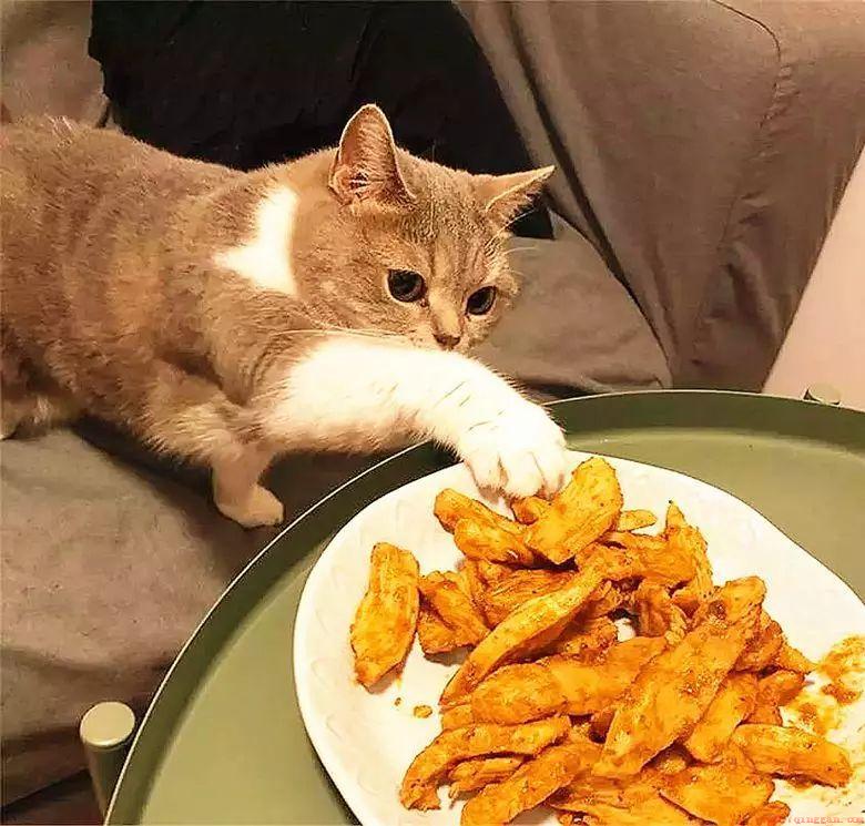 猫咪不能吃的6种食物列表全部